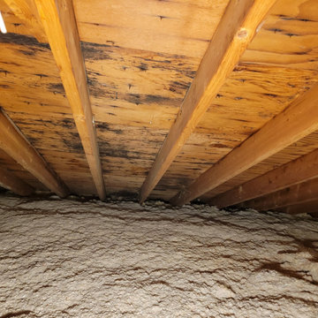 Professional Attic Mold Remediation & Insulation Restoration