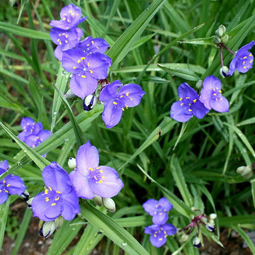 Prairie Spiderwort