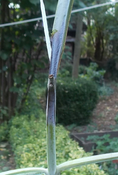 Why are my eucalyptus dying?