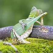 Benoit Girards foto