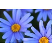 Blue Daisyさんの写真