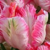 Joanne Tworkowski's photo