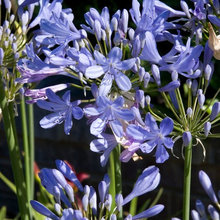 plants I like
