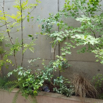 テラスのカラーリーフ植栽