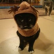 Nicolas Schoenfeld's photo