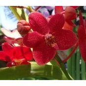 Janet Ebol's photo