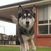 Foto di Rayne Siberian-Husky