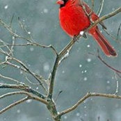 Karen Burchell's photo