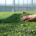 Plant Tiles Australia's profile photo