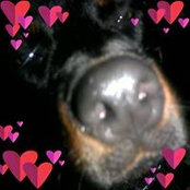 Foto de Bugger Bear