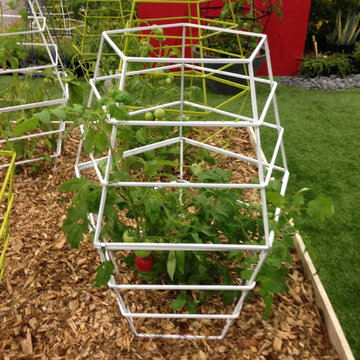 Modern Tomato Cage & Plant Support