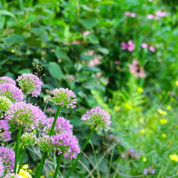 Prospect Heights, Brooklyn Backyard