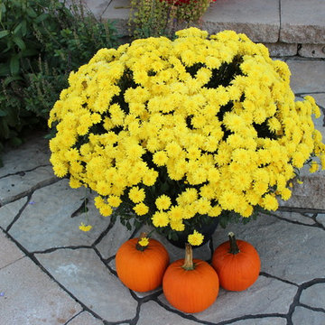 Fall Planters