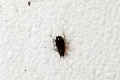 Cockroach Extermination in McKinney, TX