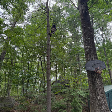 Professional Tree Climbing, Trimming, and Removal Work