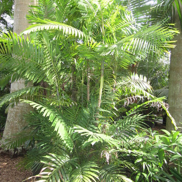 Palm Tree Catalog (will have hundreds to view - work in progress)