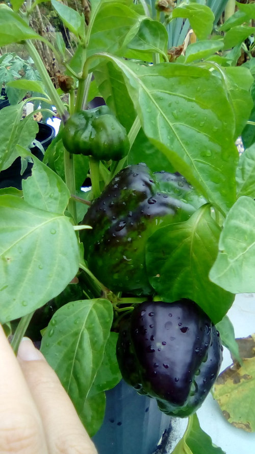 Why do these peppers grow straight up?