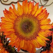Sandra Harder's photo