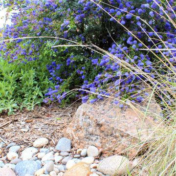 California Native Garden and Bioswale