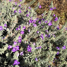 Outside plants