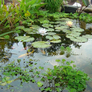 Ponds and Streams