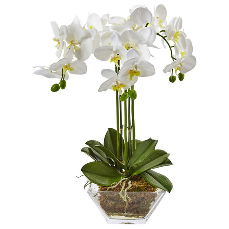 Triple Phalaenopsis Orchid In Glass Vase
