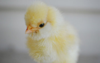 What You Need to Know Before Buying Chicks