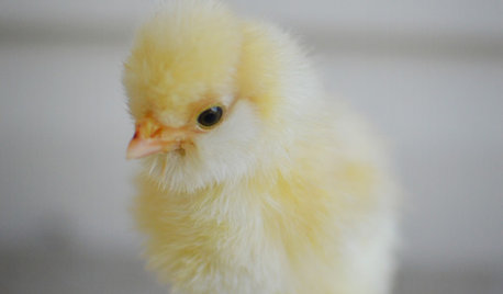 What You Need to Know Before Buying Chicks