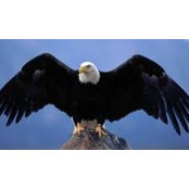 Conor Dare's photo