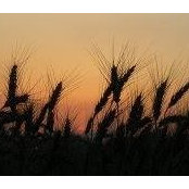 Barb Barrett's photo