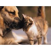 Foto von Scratch Sniff