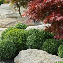 Matura's Japanese Garden
