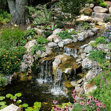 Pond Wildlife