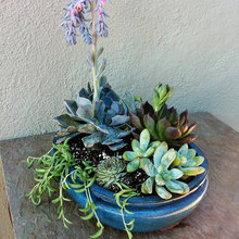 Succulent Arrangements