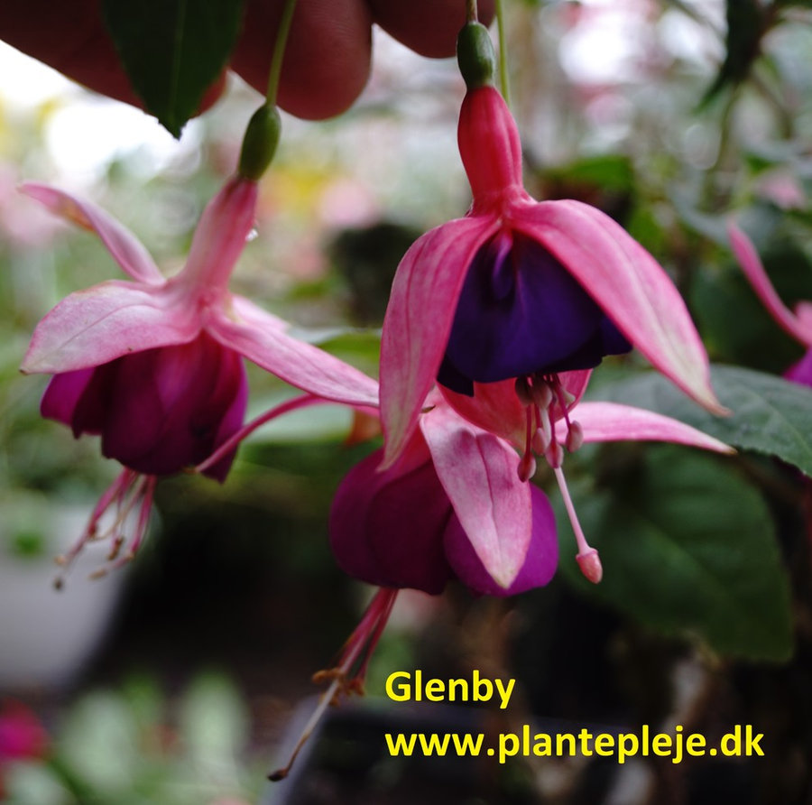Fuchsia liste 2020 (her ses fotos af en mindre del af de fuchsia vi producere)