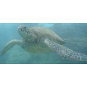 Albert Susman's photo
