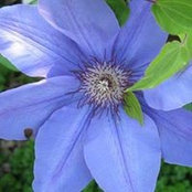Eva Ryan's photo