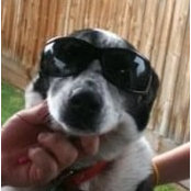 Louie Percoco's photo