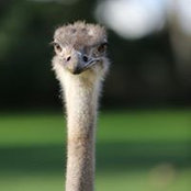 Carl Manneh's photo