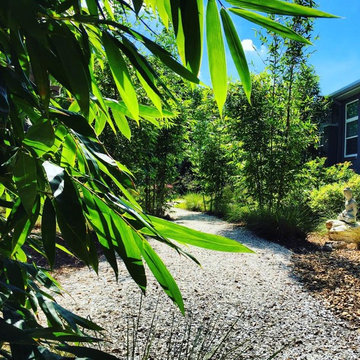 Meditation Garden: Clumping Bamboo