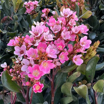 Pink Flowering Trees or Shrubs