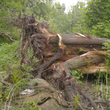 Tree Service Magnolia Beaver Tree Service, Inc.