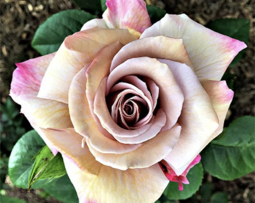 The Iron Throne Rose ISO