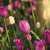 Michelle Forbes Fox's photo