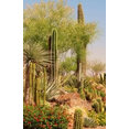 Desert Gardens Nursery's profile photo