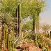 Desert Gardens Nursery Glendale Az Us 85305 Desert Gardens Nursery