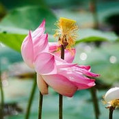 Tuyết Hoàng's photo