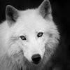 Black and White Portrait of White Wolf In The Forest Loose Wall Art Print, 11" X 14"