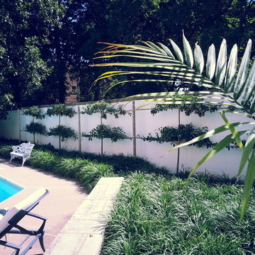 Espalier Pear Trees
