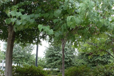 This is an example of a traditional landscaping in Houston.